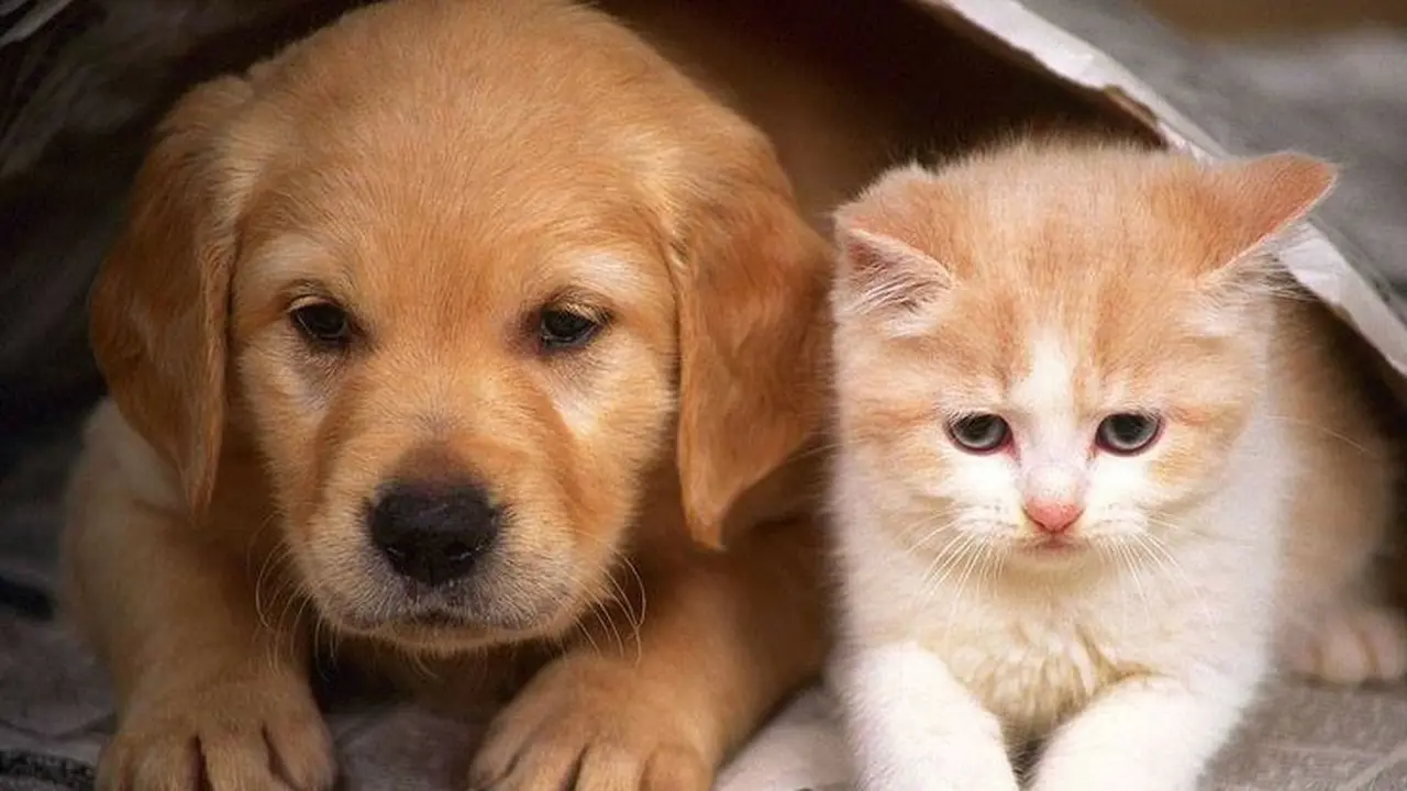 ilustrasi anjing dan kucing