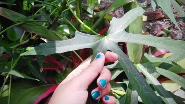 Daun Gedi/merdeka.com