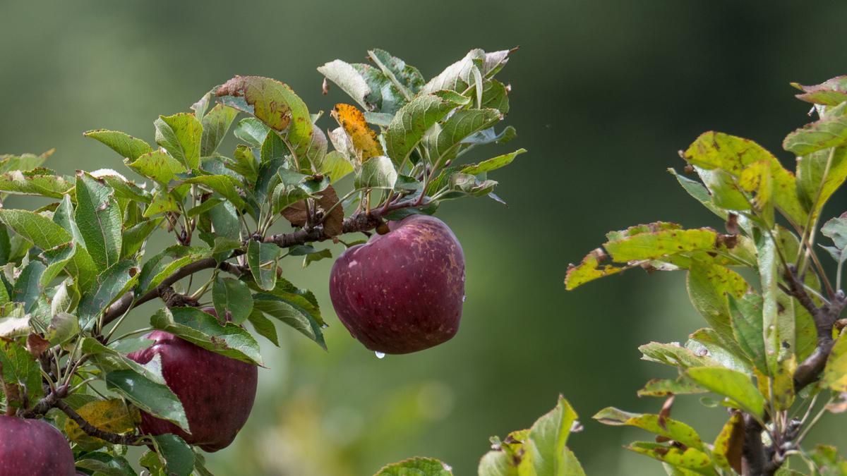 7 Pohon Buah yang Secara Alami Mencegah Hama, Solusi Berkebun Organik Efisien