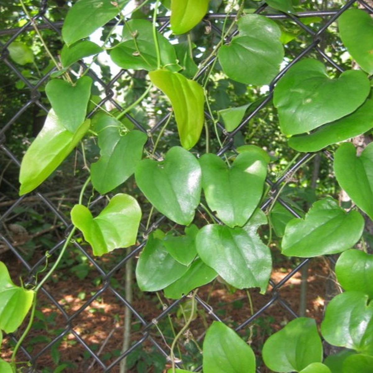 Daun Bungkus Papua