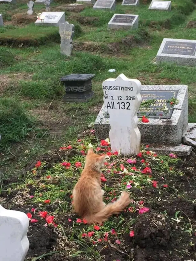 Haru, Kisah Kucing yang Bersedih Usai Pemiliknya Wafat