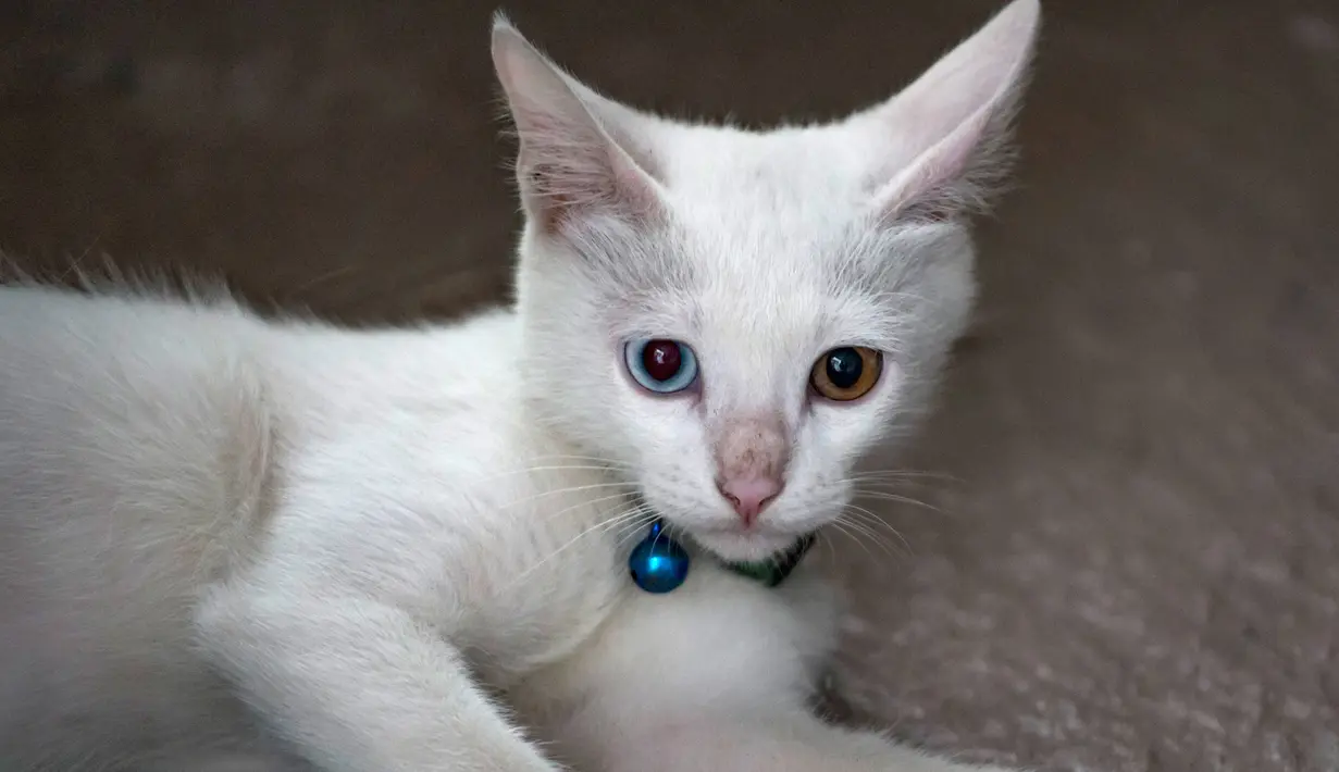 Seeekor kucing dengan warna bola mata yang berbeda (odd eye) terlihat duduk di lantai di Jakarta, 22 Juli 2018. Selain Hari Kucing Internasional, ada juga Hug Your Cat Day atau Hari Memeluk kucing yang diperingati setiap 4 Juni. (AFP/BAY ISMOYO)