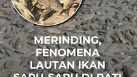 Dampak kemarau ekstrem membuat Sungai Silugonggo di Kabupaten Pati, Jawa Tengah, mengering total. Fenomena ini memicu kemunculan ribuan ikan sapu-sapu di dasar sungai.

Warga memanfaatkan momen ini untuk memanen ikan sapu-sapu menggunakan pikap. Ikan tersebut dijual seharga Rp2.000 per kilogram k...