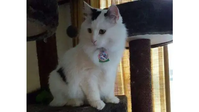 Hampir Jadi Santapan Festival Yulin, Begini Penampilan Kucing Ini Sekarang