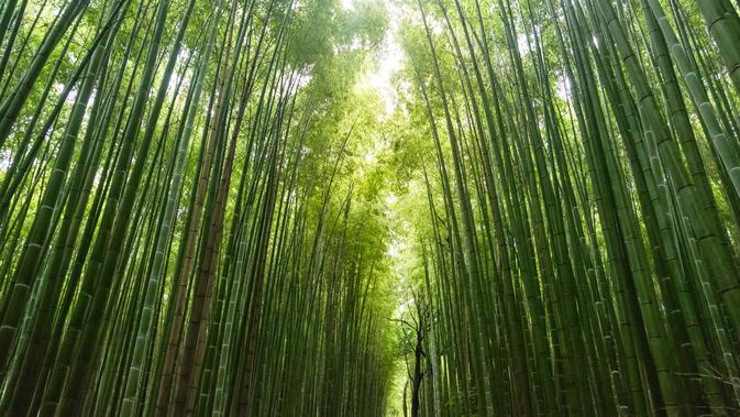 ilustrasi hutan bambu (Foto: unsplash/Mirko Blicke)