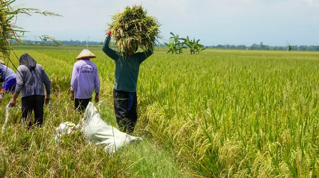 Produksi Beras RI Diprediksi Cuma Naik 0,01% Hingga September 2026