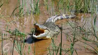 Ilustrasi Foto Buaya (iStockphoto)