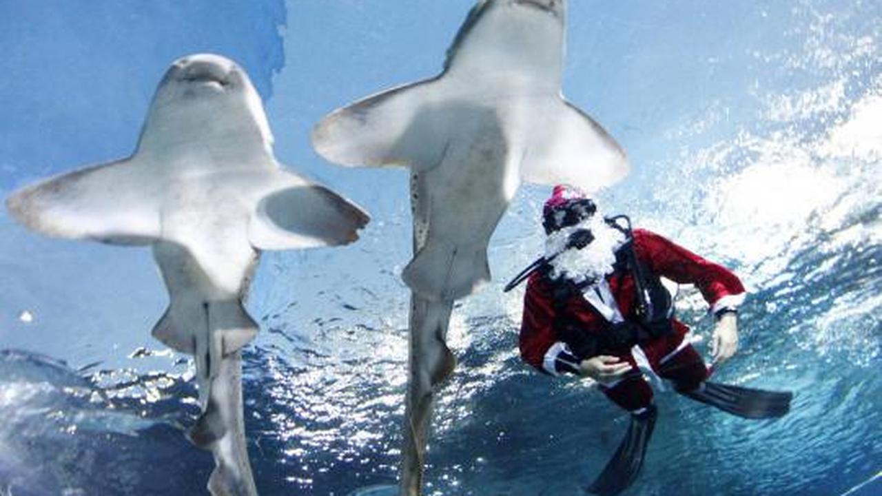 Santa Klaus berenang bersama Hiu Macan Tutul