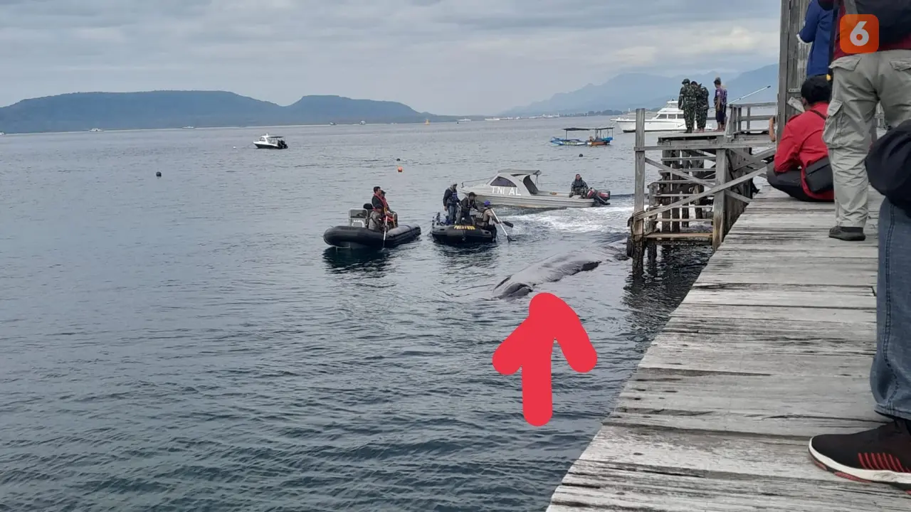 Petugas berusaha mengevakuasi paus terdampar di perairan Bulusan Banyuwangi. (Hermawan Arifianto/Liputan6.com).