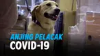 anjing covid