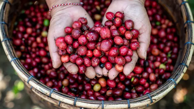 Petani Kopi