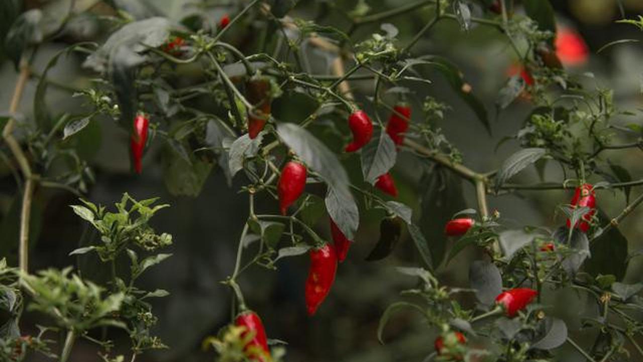 7 Penyebab Cabai Subur tapi Buah Sedikit, Ini Cara Memperbaikinya