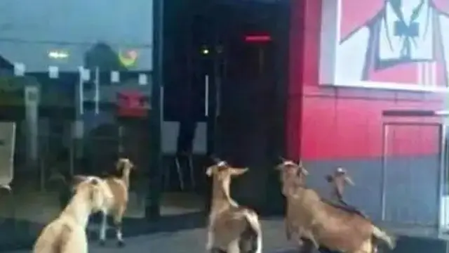 8 Momen Tingkah Absurd Kambing yang Bikin Orang Tepuk Jidat