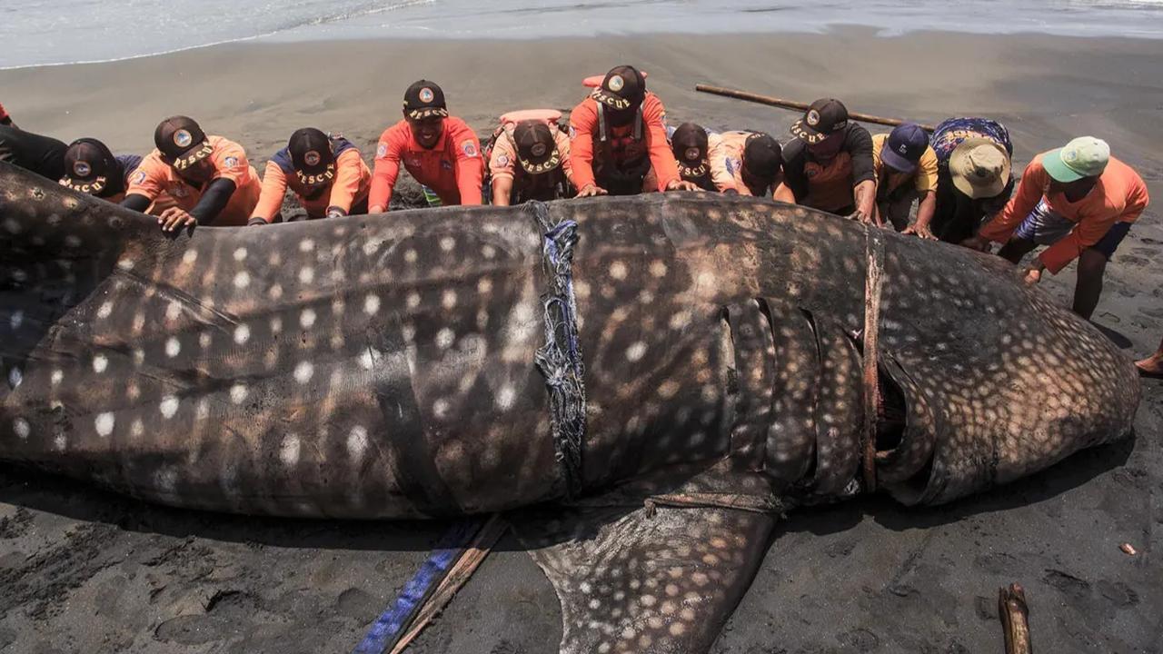 Seekor hiu paus ditemukan mati terdampar di Pantai Garongan, Kulon Progo, Yogyakarta, Kamis (9/11/2023). Mamalia laut itu memiliki panjang mencapai 10 meter, sedangkan beratnya 1,5 ton.