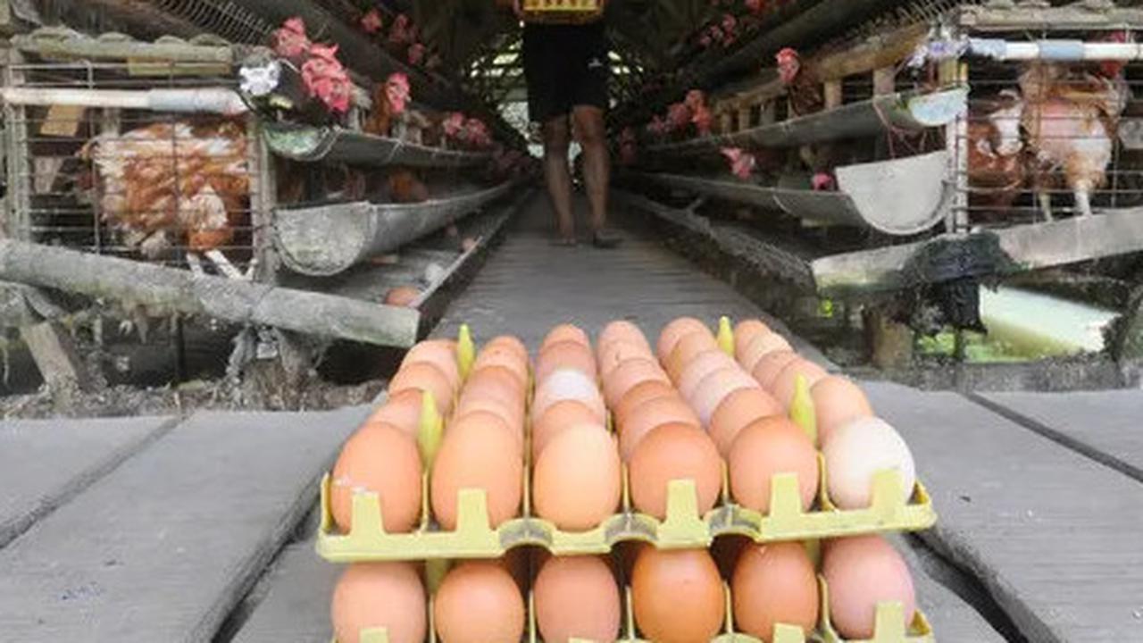 Benarkah Kopi Campur Telur Bisa Jadi Obat Kuat Alami, Ini Faktanya