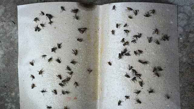 Cara Mengusir Lalat di Rumah