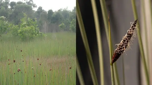 Lepironia articulata (Sumber: Ong Hut Co.)