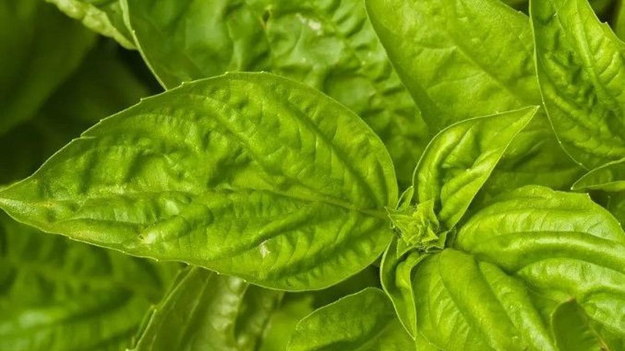 Cara Membuat Air Rebusan Daun Kemangi