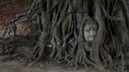 Sebuah kepala patung Buddha terlihat di antara akar pohon di kuil Wat Mahathat, Ayutthaya, Thailand (25/12/2015). Patung ini menjadi daya tarik tersendiri karena tidak ditemukan sisa bagian tubuh di sekitar pohon. (REUTERS/Jorge Silva)