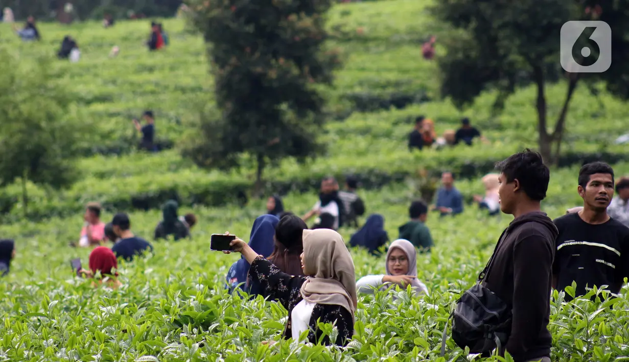 Muda mudi berfoto di Perkebunan Kebun Teh kawasan Puncak, Kabupaten Bogor, Jawa Barat, Minggu (31/5/2020). Meski Pemkab Bogor memperpanjang masa Pembatasan Sosial Berskala Besar (PSBB) hingga 4 Juni namun wisatawan tetap memadati kawasan wisata kebun teh. (Liputan6.com/Helmi Fithriansyah)