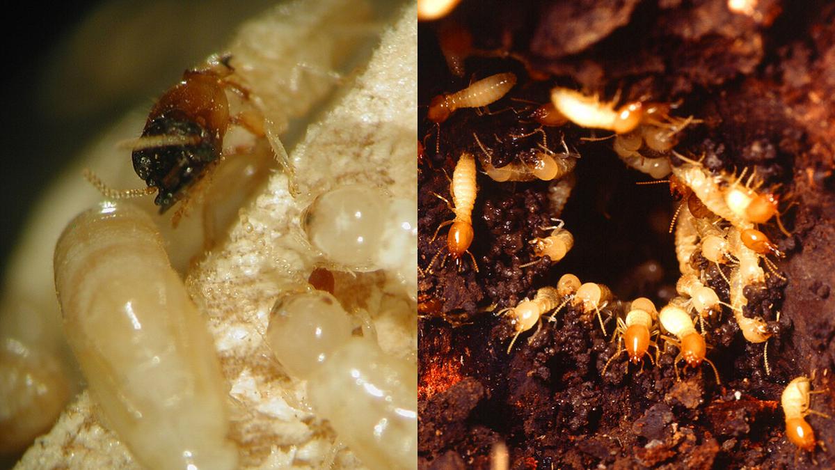 Beda Rayap Tanah dan Rayap Kayu, Kenali Mana yang Lebih Bahaya dan Cara Mengatasinya