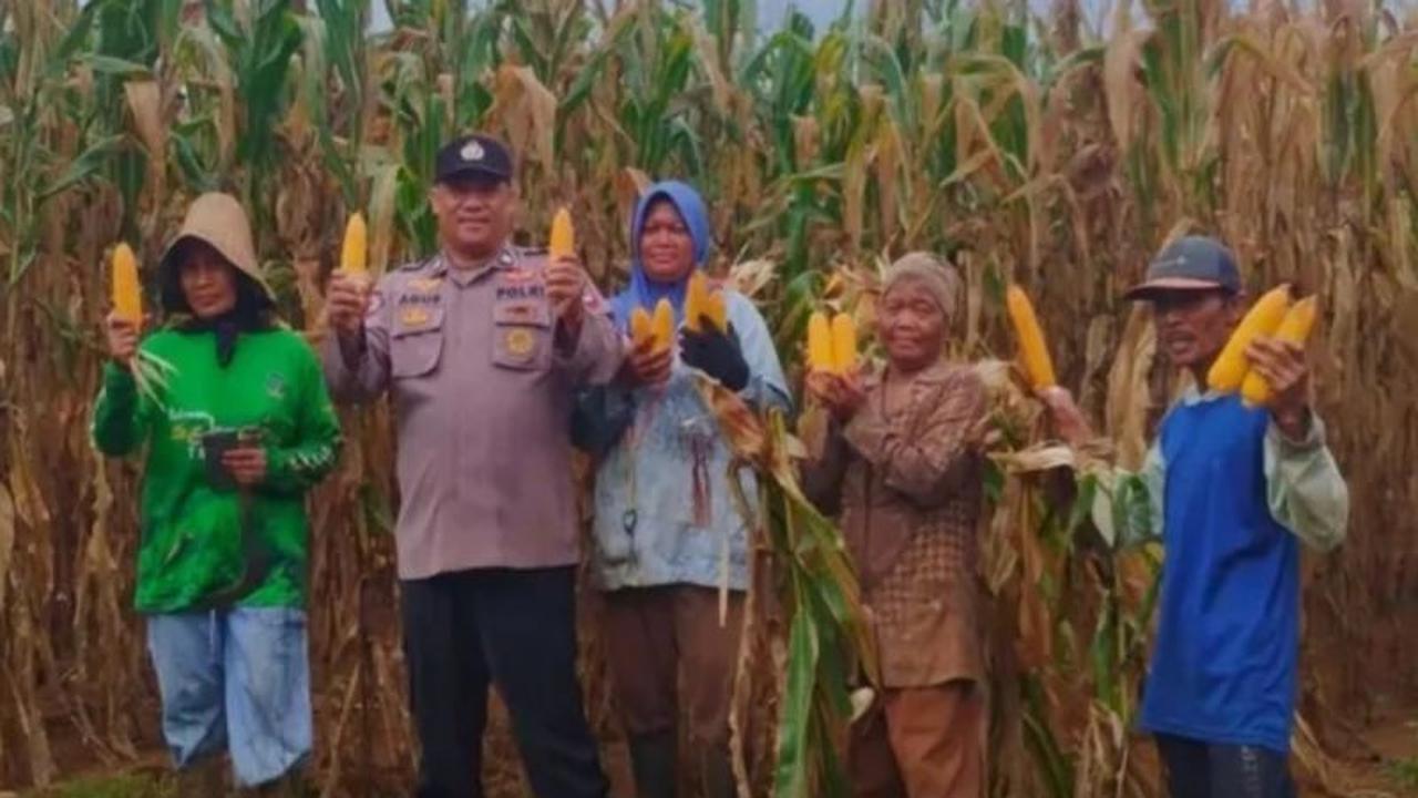 Polsek Batu Ampar Panen Jagung Raya, Wujud Nyata Dukungan Ketahanan Pangan Nasional