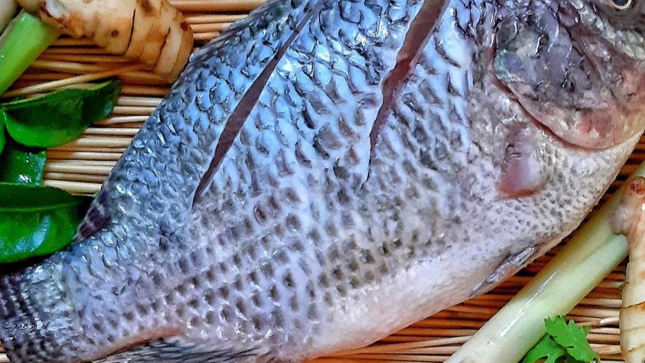 Ilustrasi ikan nila
