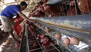 Program MBG Bergulir Lagi, Peternak Ayam dan Telur Semringah