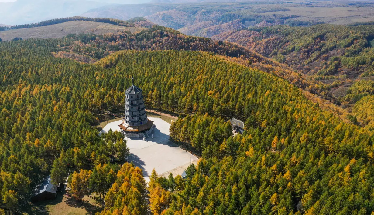 Foto dari udara yang diabadikan pada 27 September 2020 ini menunjukkan pemandangan musim gugur di Taman Hutan Nasional Saihanba di Chengde, Provinsi Hebei, China utara. (Xinhua/Liu Mancang)