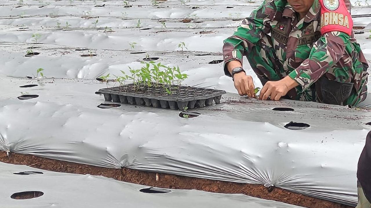 TNI Tanam Ribuan Bibit Tanaman di Gunung Hejo Purwakarta