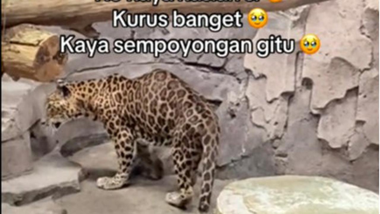 Jaguar kurus di Ragunan