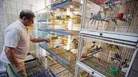 Burung, hewan yang bisa dipelihara dengan space kecil di rumah. Keindahan suaranya bisa memberikan rasa rileks, bahkan bisa membangkitkan energi. Mereka dapat menenangkan dan memberi sentuhan keindahan untuk rumah kita.  (REUTERS/Jean-Paul Pelissier)