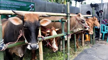 IIustrasi pasar hewan ternak sapi di Kabupaten Lumajang (Istimewa)