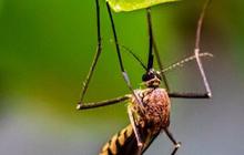 Kelebihan dan Kekurangan Nyamuk Wolbachia, Cara Alami Cegah Demam Berdarah