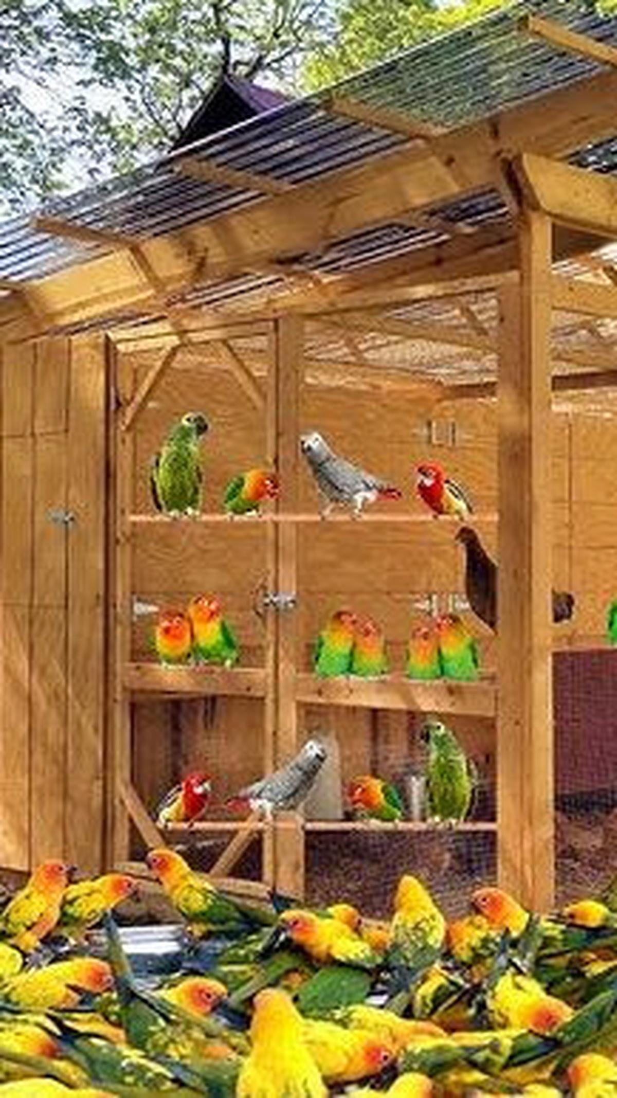 7. Ternak Burung Kicau<br>