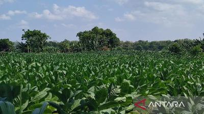 Pemkab Sumenep Tetapkan BPP Tembakau 2026, Jamin Harga Jual Petani di Atas Biaya Produksi