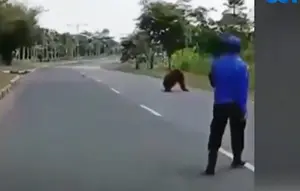 Hutan Terbakar, Orang Utan 'Mengungsi' ke Kantor Pemda