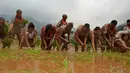 Warga menanam padi selama Asar Pandra atau hari menanam padi di Distrik Dhading, Nepal, Minggu (30/6/2019). Umat Hindu Nepal menganggap Asar Pandra sebagai hari baik untuk menanam padi. (AP Photo/Niranjan Shrestha)