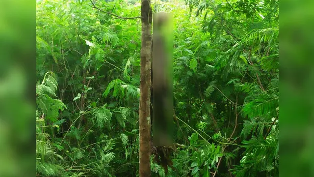 Penemuan Tengkorak Aneh Tergantung di Pohon Mahoni Bikin Heboh Warga Sukabumi