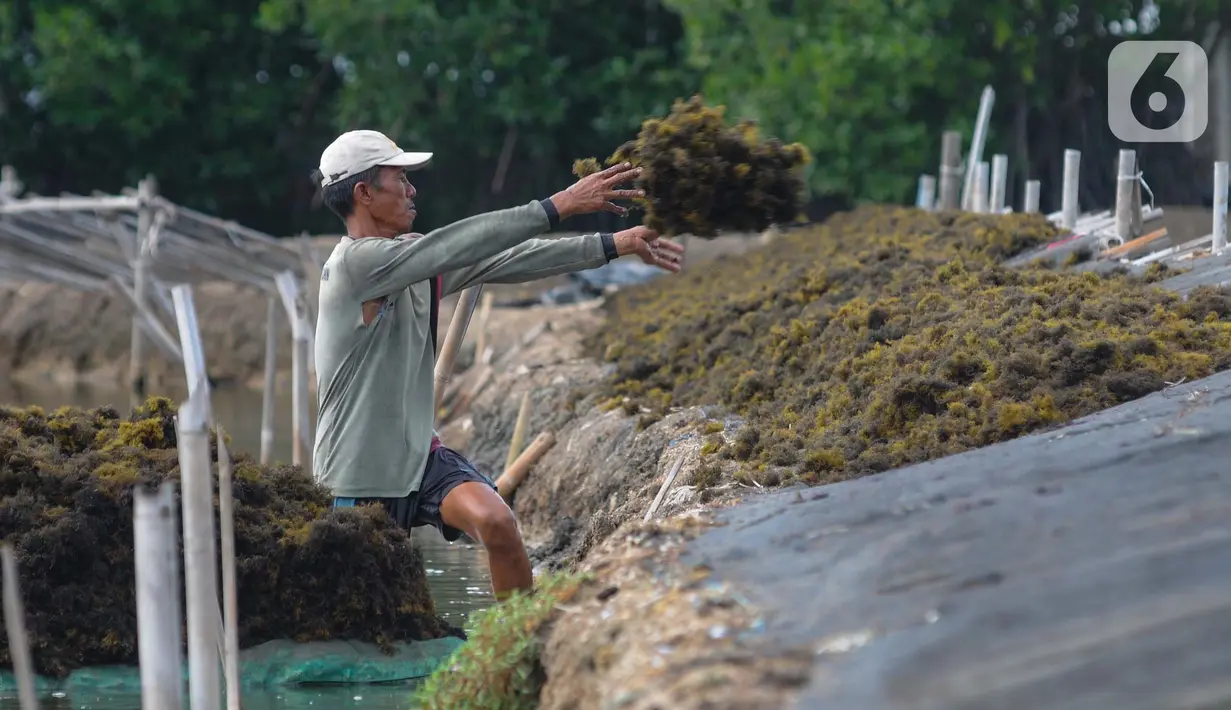 Anjloknya harga komoditas tersebut diduga karena melimpahnya panen rumput laut di berbagai daerah. (merdeka.com/Imam Buhori)