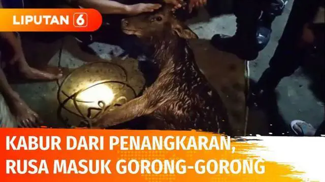 Seekor rusa terjebak di gorong-gorong sedalam sepuluh meter di Mojokerto, Jawa Timur ketika berusaha menghindar dari kejaran warga. Diketahui rusa tersebut telah kabur dari penangkaran di Wisata Padusan, dua ekor rusa masih dalam pencarian.