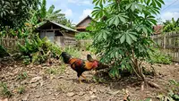 Cara Menggabungkan Ayam Kampung dan Pohon Singkong di Pekarangan, Hemat Pakan Harian