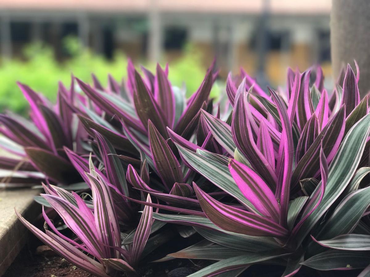 Tradescantia spathacea