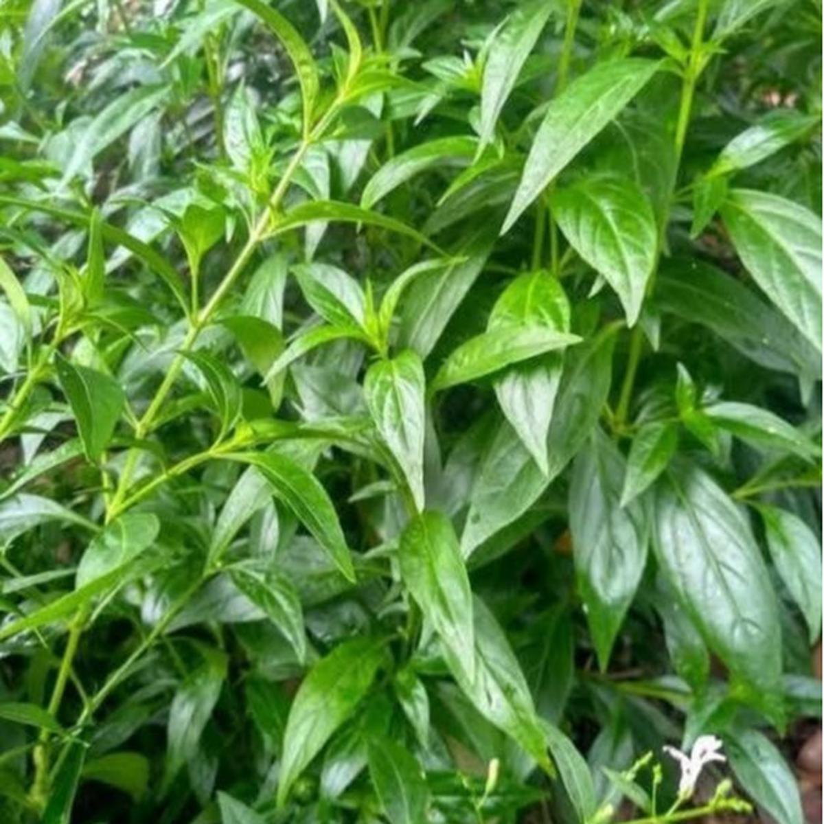 Daun Sambiloto