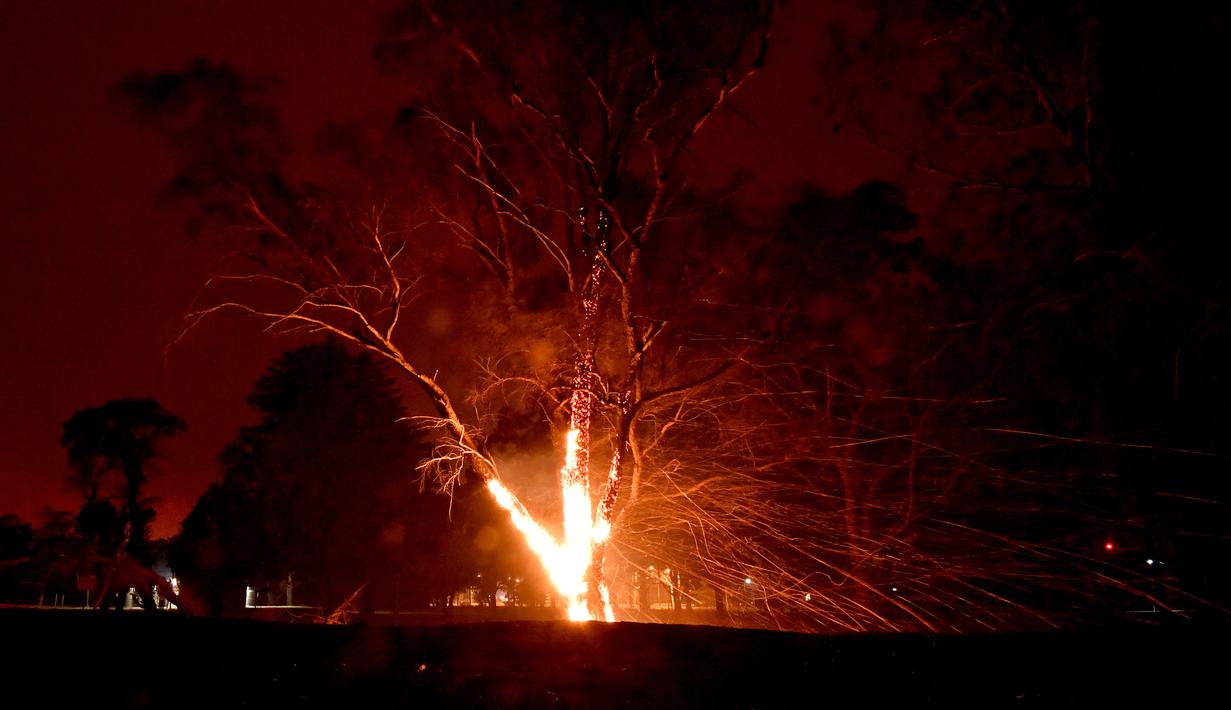 Sebuah pohon terbakar akibat kebakaran hutan di sekitar kota Nowra, negara bagian New South Wales, Australia, Selasa (31/12/2019). Kebakaran hutan ini diketahui telah menghanguskan ratusan rumah warga. (AFP/Saeed Khan)