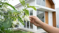 10 Jenis Pohon yang Bunganya Bisa Dikonsumsi, Bahan Pangan Sehat dari Halaman