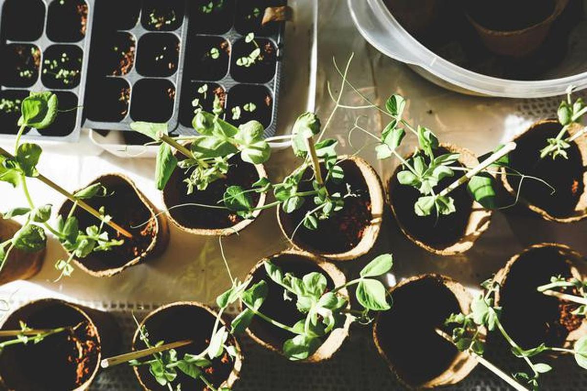 6 Tips agar Tanaman Cabai Terus Tumbuh Subur setelah Panen Pertama