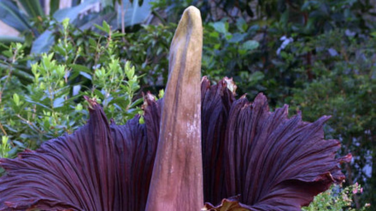 Titan Arum, Flora Endemik Indonesia dengan Bunga Majemuk Terbesar di Dunia