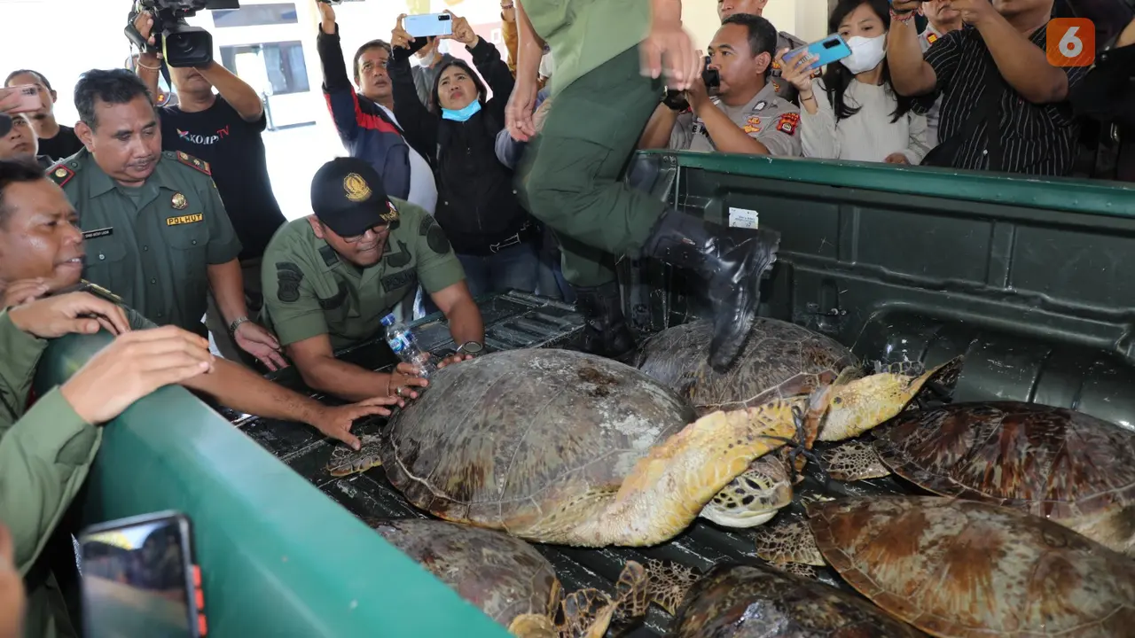 Polda Bali Bongkar Penyimpanan Puluhan Penyu Hijau yang Dilindungi