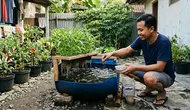 Cara Ternak Lele di Ember Budikdamber untuk Pemula, dari Nol hingga Panen